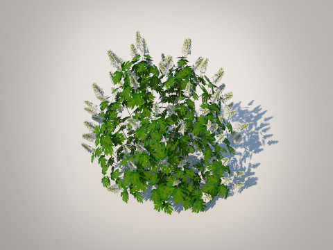 Hydrangea quercifoila-Oakleaf Hydrangea 3D Model