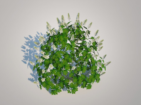 Hydrangea quercifoila-Oakleaf Hydrangea 3D Модель