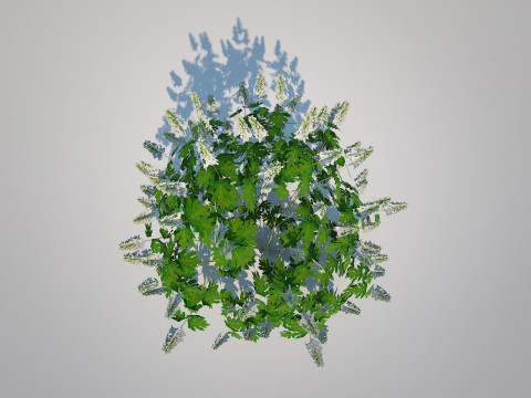 Hydrangea quercifoila-Oakleaf Hydrangea 3D Модель
