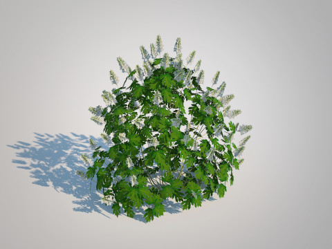 Hydrangea quercifoila-Oakleaf Hydrangea 3D Модель