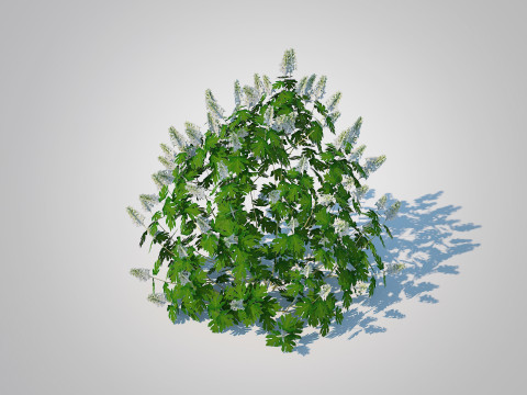 Hydrangea quercifoila-Oakleaf Hydrangea 3D Модель