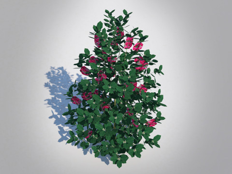 Ilex x meserveae-Blue Hollies 3D Model