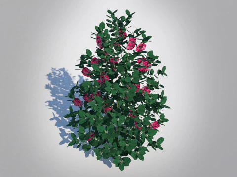 Ilex x meserveae-Blue Hollies 3D Модель