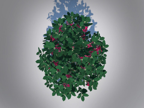 Ilex x meserveae-Blue Hollies 3D Model