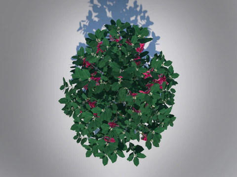 Ilex x meserveae-Blue Hollies 3D Model