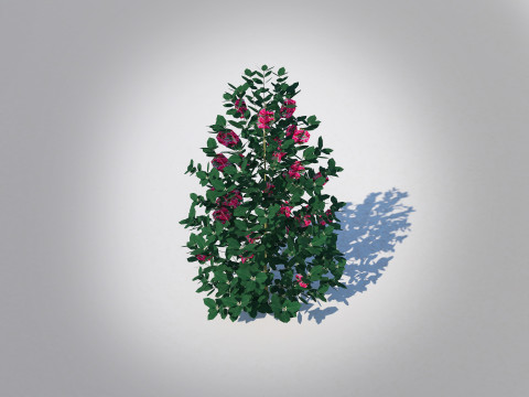 Ilex x meserveae-Blue Hollies 3D Model