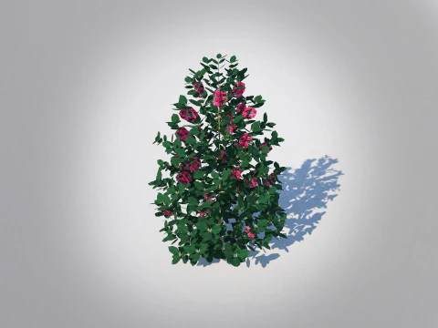 Ilex x meserveae-Blue Hollies 3D Model