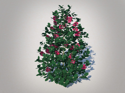 Ilex x meserveae-Blue Hollies 3D Model