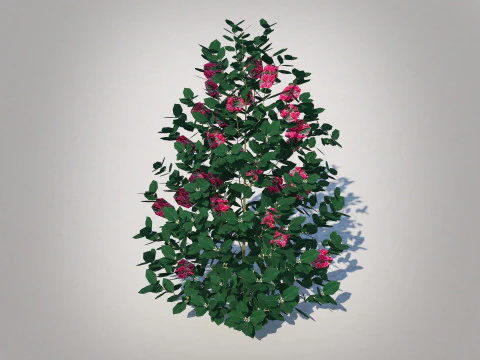 Ilex x meserveae-Blue Hollies 3D Model