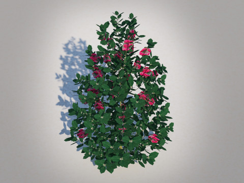 Ilex x meserveae-Blue Hollies 3D Model