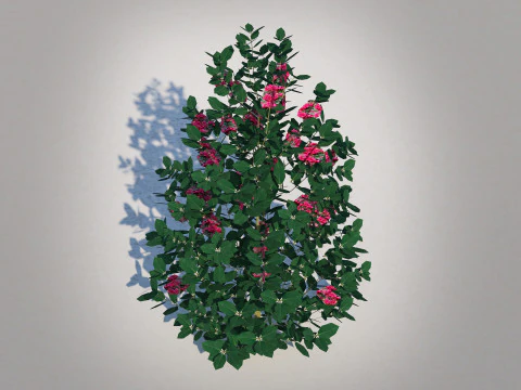 Ilex x meserveae-Blue Hollies 3D Model