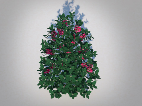 Ilex x meserveae-Blue Hollies 3D Model