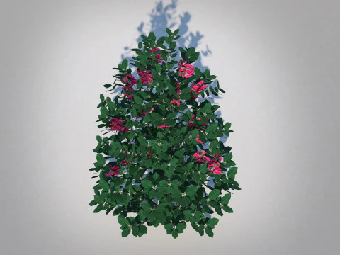 Ilex x meserveae-Blue Hollies 3D Model