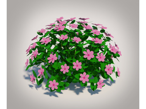 Impatiens-pink 3D Model