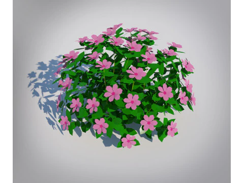 Impatiens-pink 3D Model