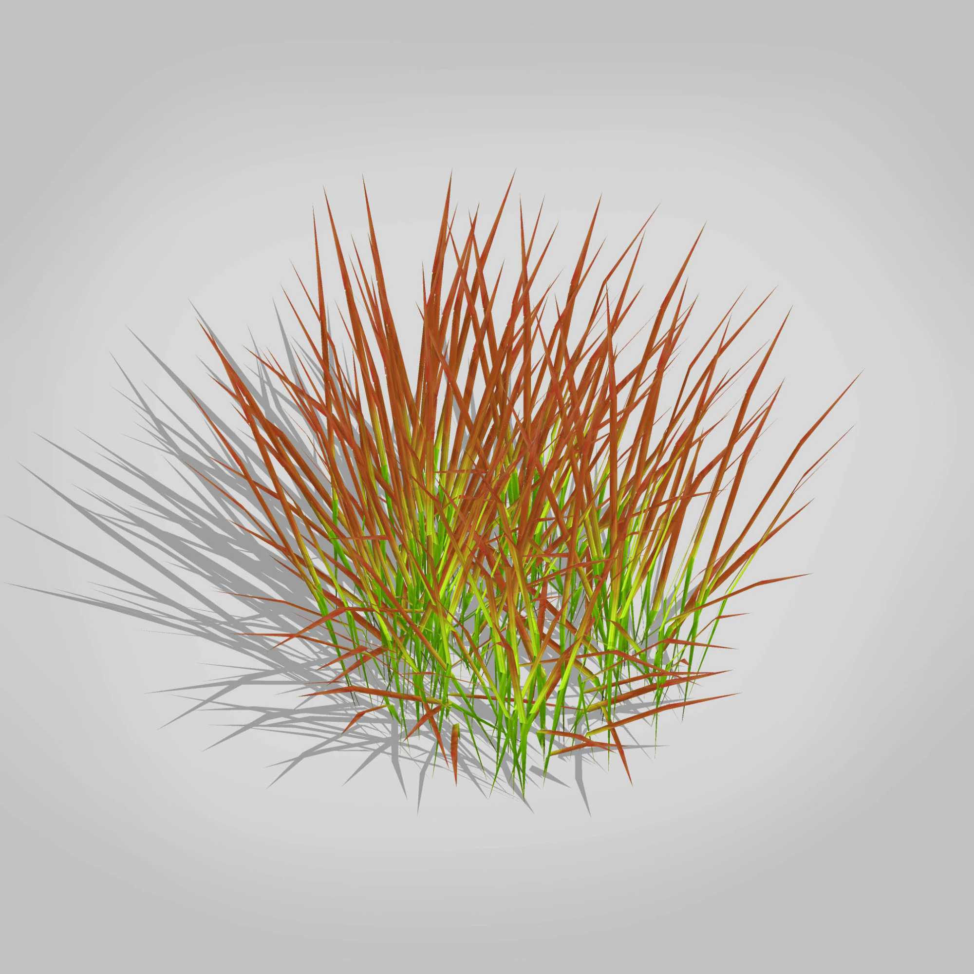 Imperata-Japanese Blood Grass 3D Model .c4d .max .obj .3ds .fbx .stl .blend 