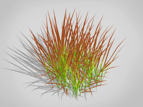 Imperata-Japanese Blood Grass 3D Model