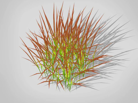 Imperata-Japanese Blood Grass 3D Model