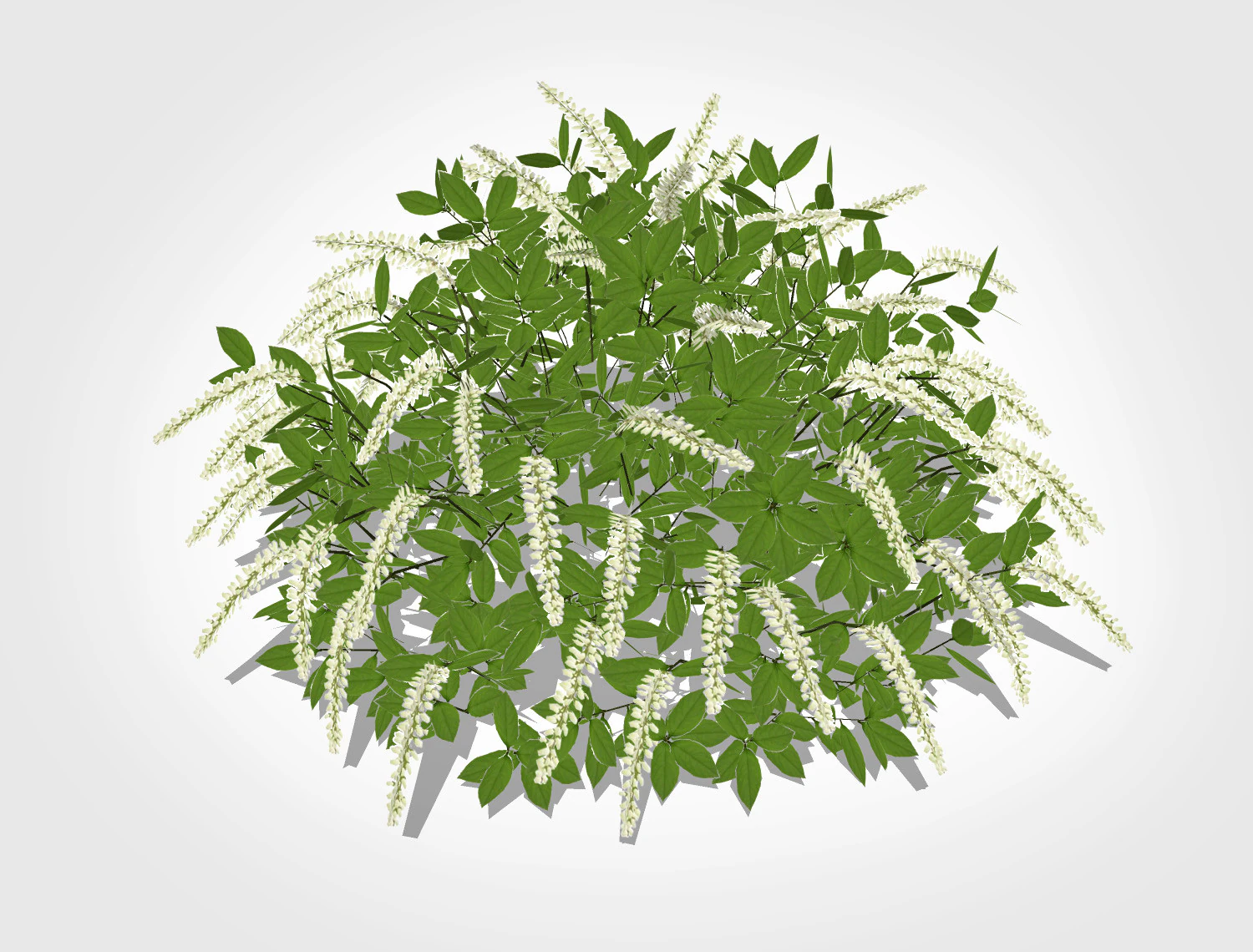 Itea virginica Henrys Garnet-Henrys Garnet Sweetspire 3D Model .c4d .max .obj .3ds .fbx .stl .blend 