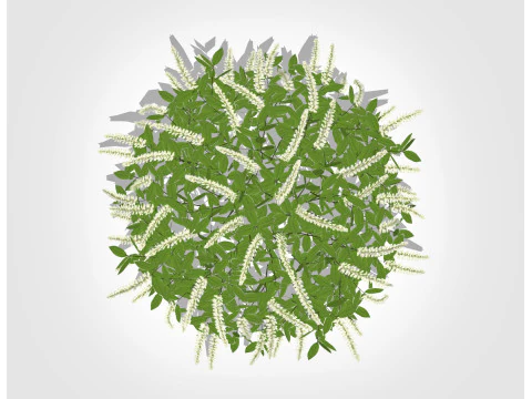 Itea virginica Henrys Garnet-Henrys Garnet Sweetspire 3D Model