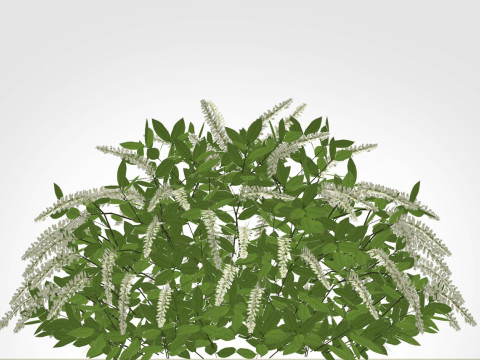 Itea virginica Henrys Garnet-Henrys Garnet Sweetspire 3D मॉडल