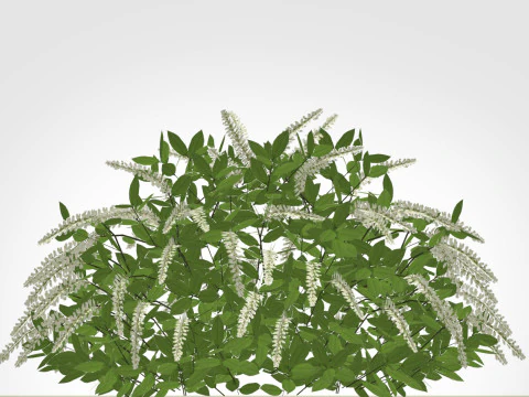 Itea virginica Henrys Garnet-Henrys Garnet Sweetspire 3D Model