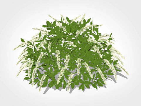 Itea virginica Henrys Garnet-Henrys Garnet Sweetspire 3D Model