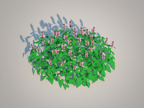 Lamium maculatum-deadnettle Model 3D