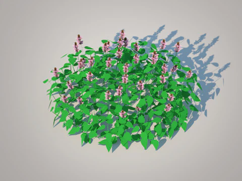Lamium maculatum-deadnettle 3D Model