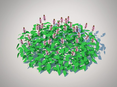 Lamium maculatum-deadnettle 3D 모델