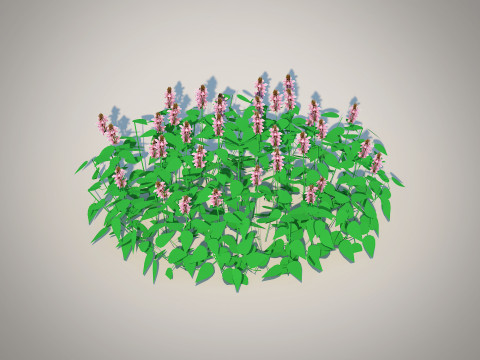 Lamium maculatum-deadnettle Model 3D