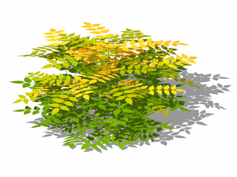 Nandina domestica-heavenly bamboo 3D 模型