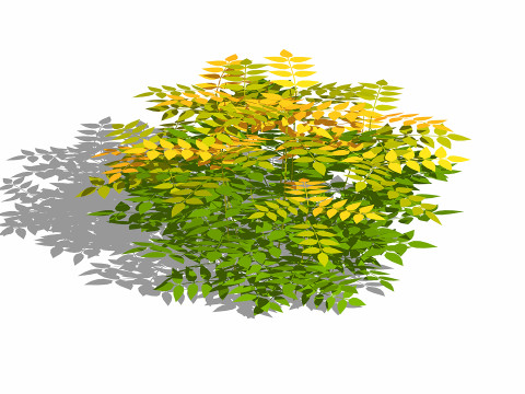 Nandina domestica-heavenly bamboo 3D Model