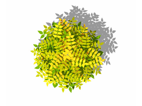 Nandina domestica-heavenly bamboo 3D Model
