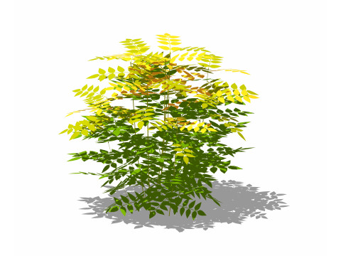 Nandina domestica-heavenly bamboo 3D Model