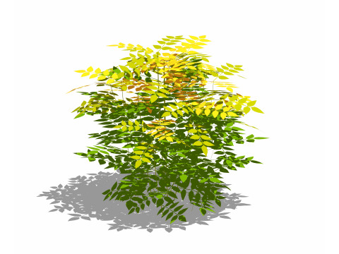 Nandina domestica-heavenly bamboo 3D Model