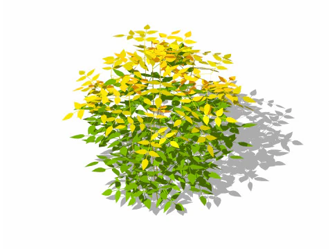 Nandina domestica-bambú celestial Modelo 3D