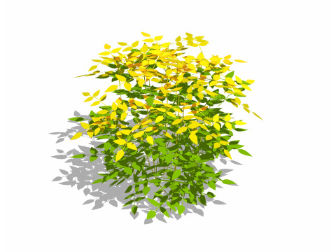 Nandina domestica-heavenly bamboo Modelo 3D