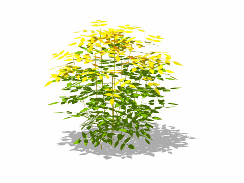 Nandina domestica-heavenly bamboo Modelo 3D