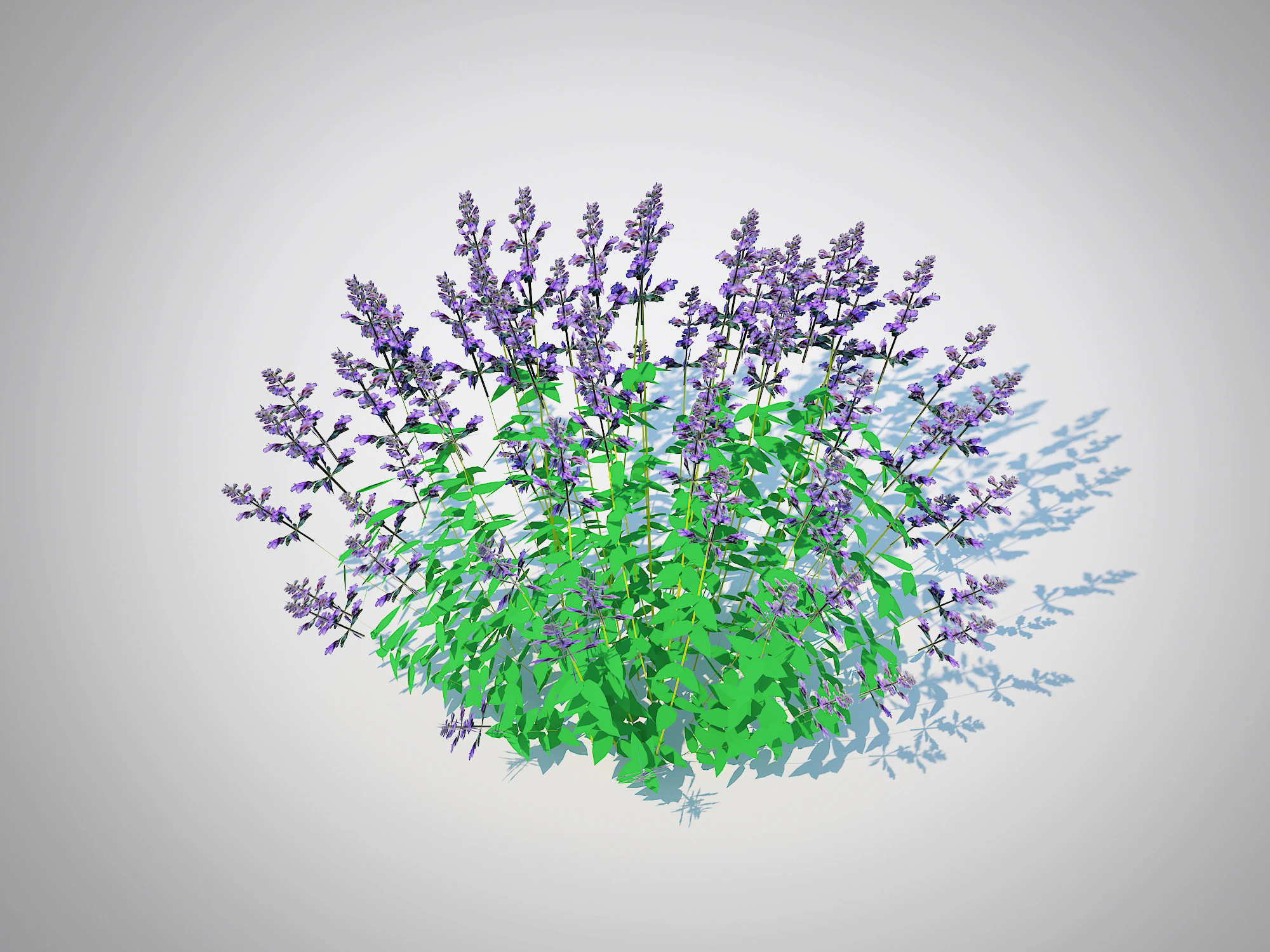Nepeta fassenii-blue catmint 3D Model .c4d .max .obj .3ds .fbx .stl .blend
