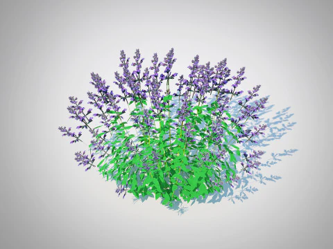 Nepeta fassenii-mavi nane 3D Model