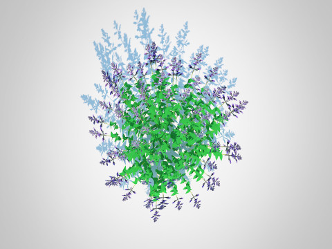 Nepeta fassenii-blue catmint 3D Model