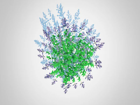 Nepeta fassenii-blue catmint 3D Model