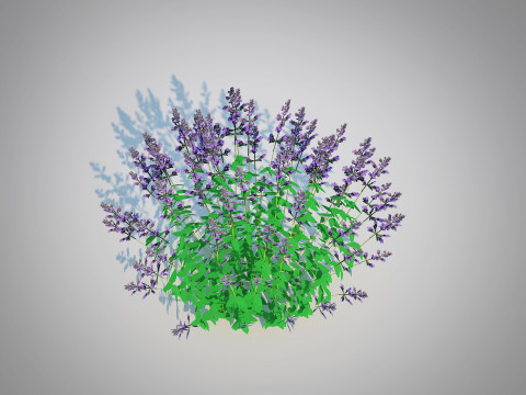 Nepeta fassenii-blue catmint 3D Model