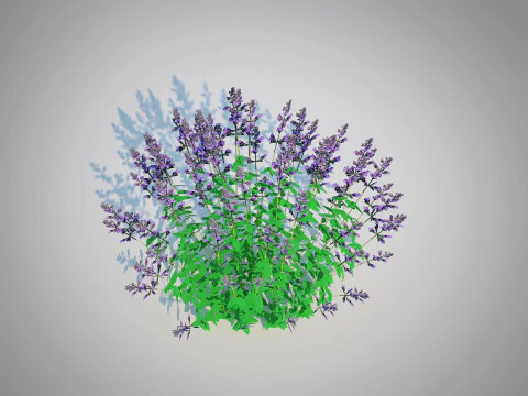 Nepeta fassenii-blue catmint 3D Model