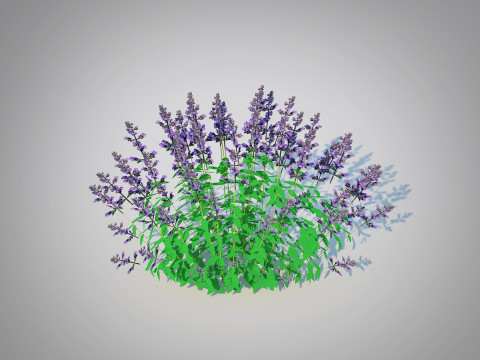 Nepeta fassenii-blue catmint 3D Model