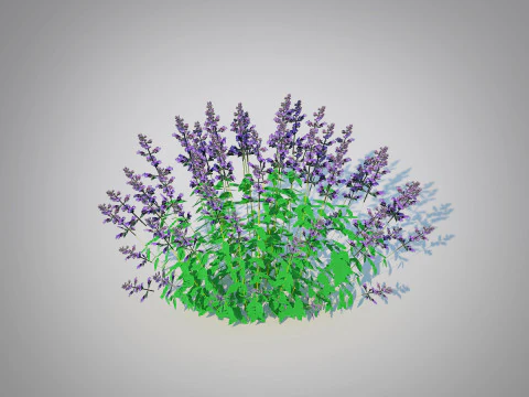 Nepeta fassenii-blue catmint 3D Model