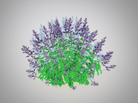 Nepeta fassenii-blue catmint 3D Model