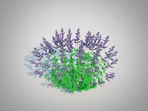 Nepeta fassenii-blue catmint 3D Model