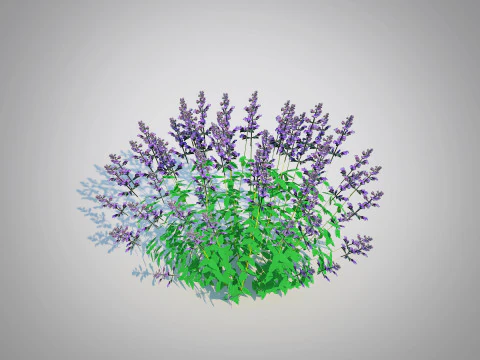 Nepeta fassenii-blue catmint 3D Model
